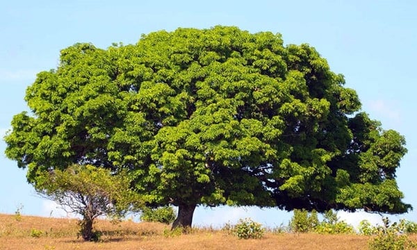 تفسير حلم الشجرة