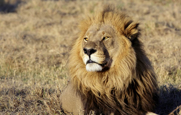 Lion pictures