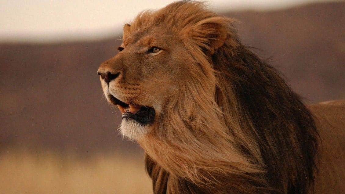 صور اسد ملك الغابة Photos Lion
