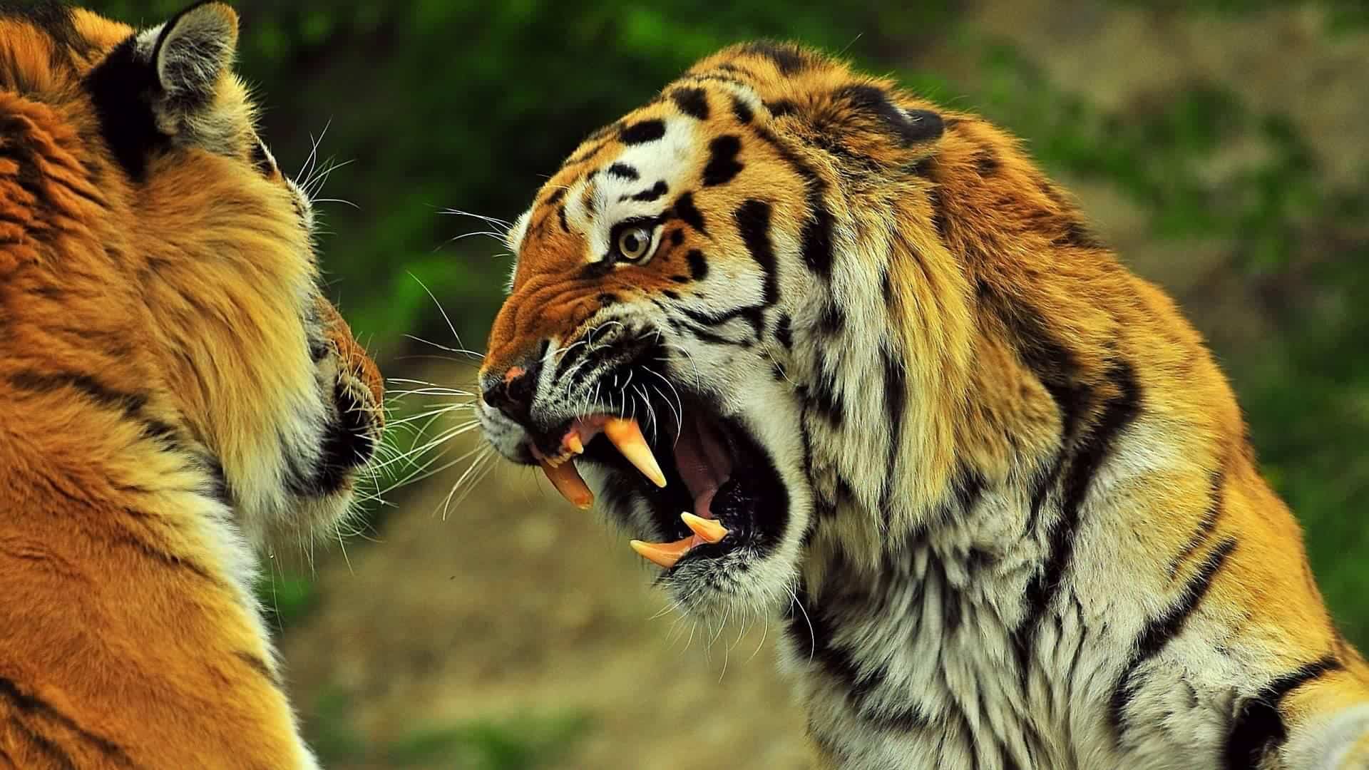 عراك النمور
