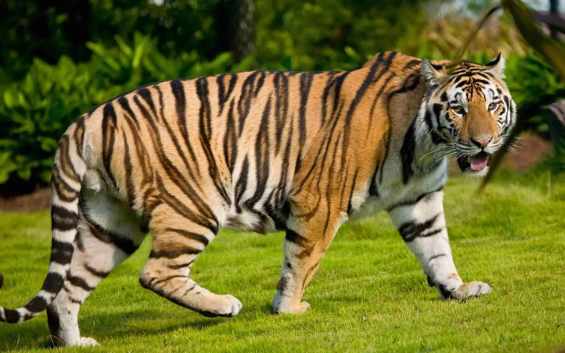 نمر قوي