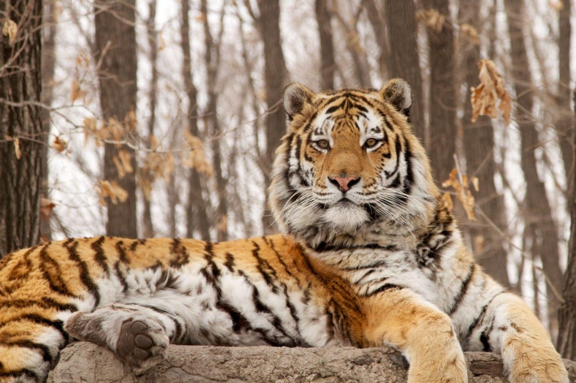 صور نمر , خلفيات نمور Photos Tigers