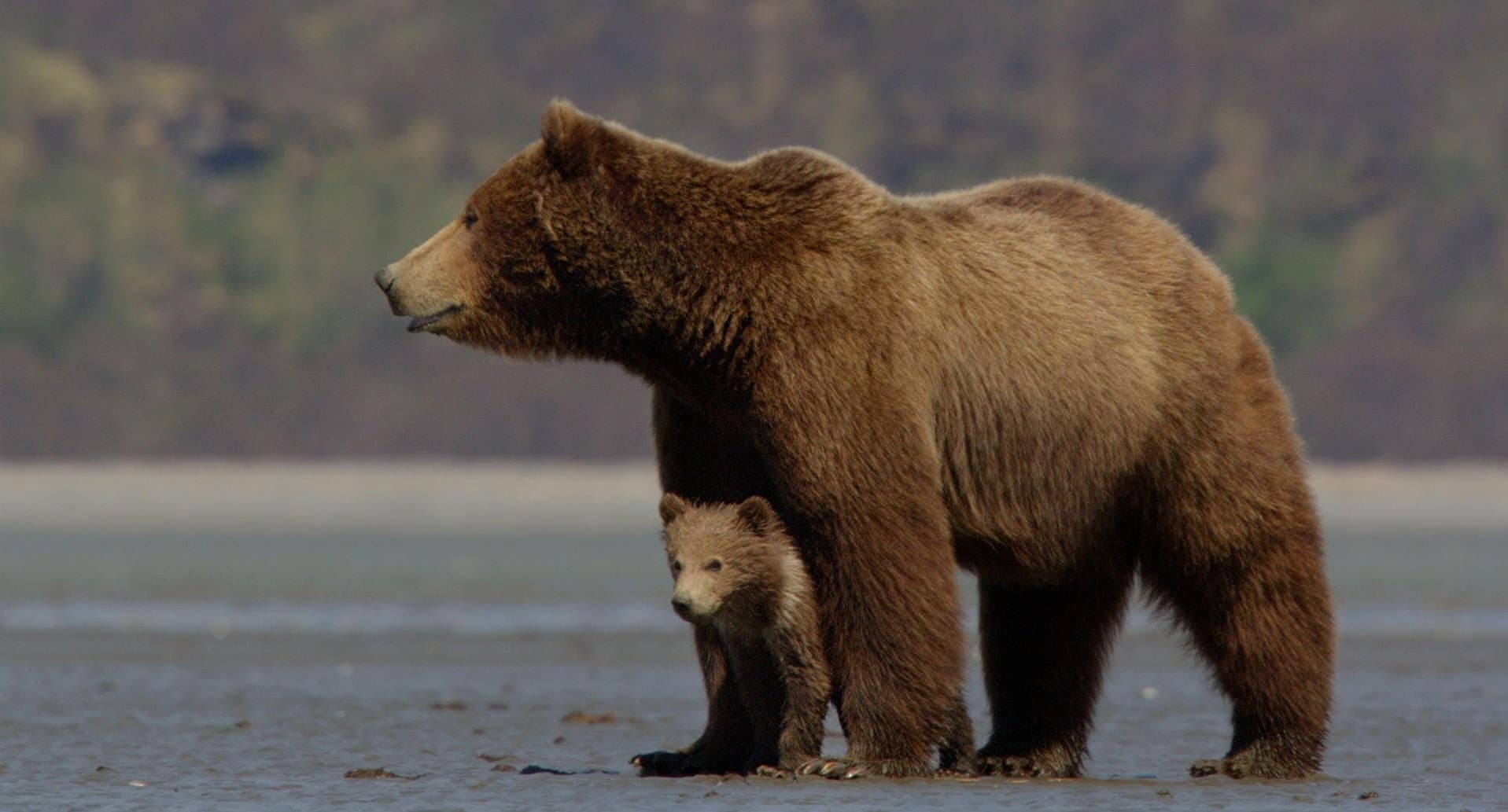 صور دب photos Bear