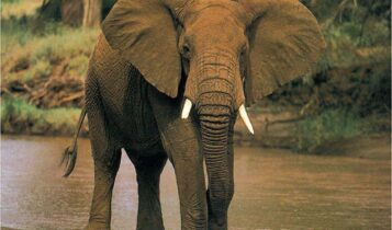 صور افيال جميلة photos Elephant