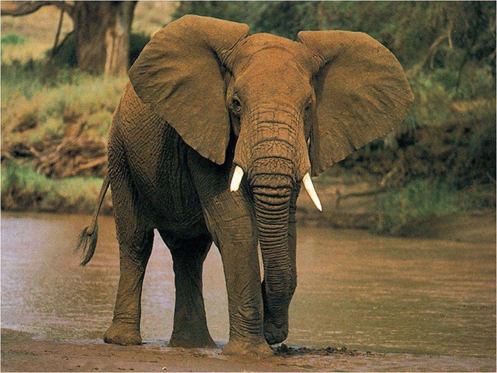 صور افيال جميلة photos Elephant