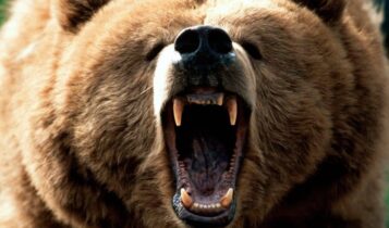 صور دب photos Bear
