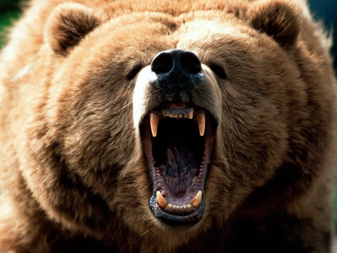 صور دب photos Bear