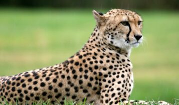 صور الفهد الصياد photos Cheetah