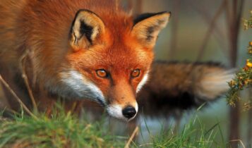 صور ثعلب photos Fox