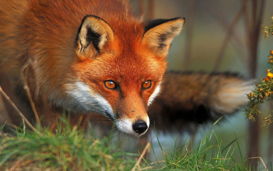 صور ثعلب photos Fox
