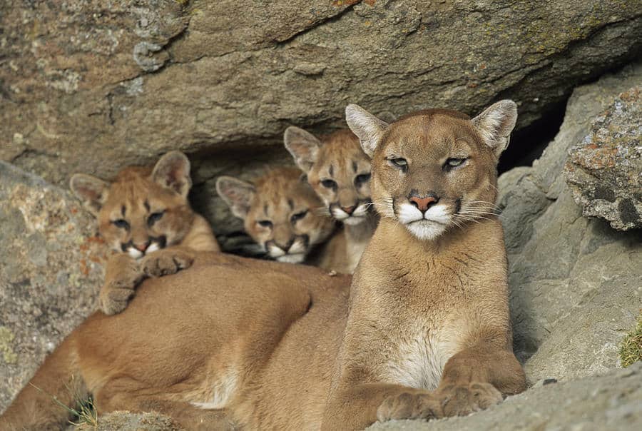 Photos Mountain Lion Photos Mountain Lion