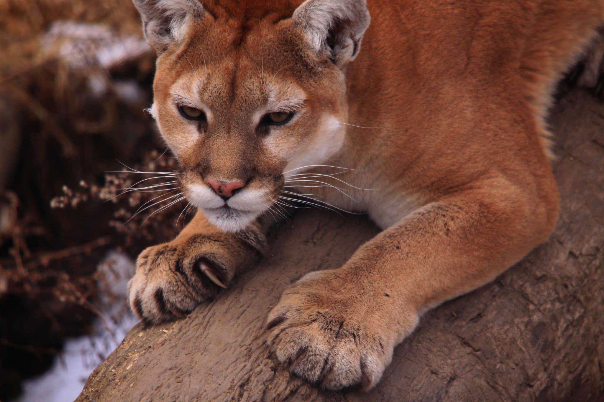 mountain lion_3