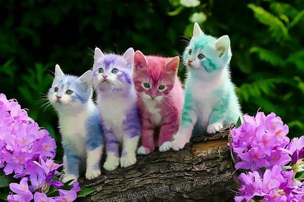 صور قطط Photos Cats