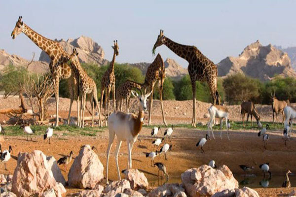 حديقة الحيوانات في العين