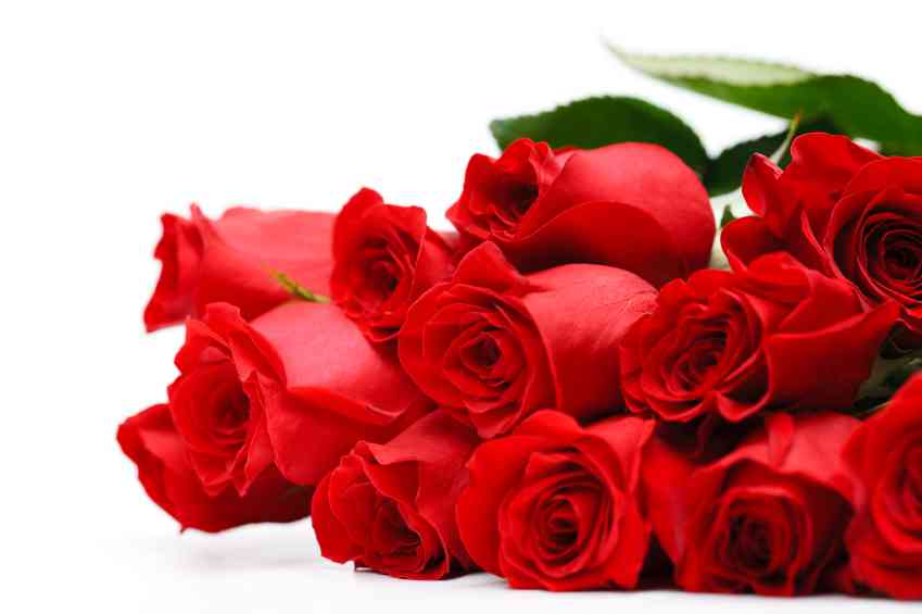 اجدد صور للورود الطبيعية