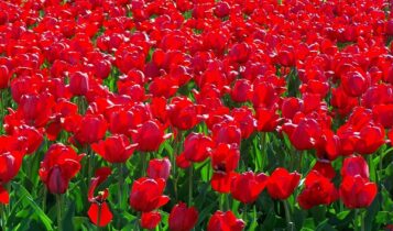 صور ورود طبيعية Photos Florists