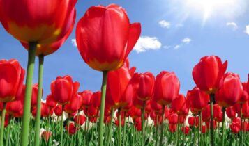 صور ازهار طبيعية Photos natural flowers