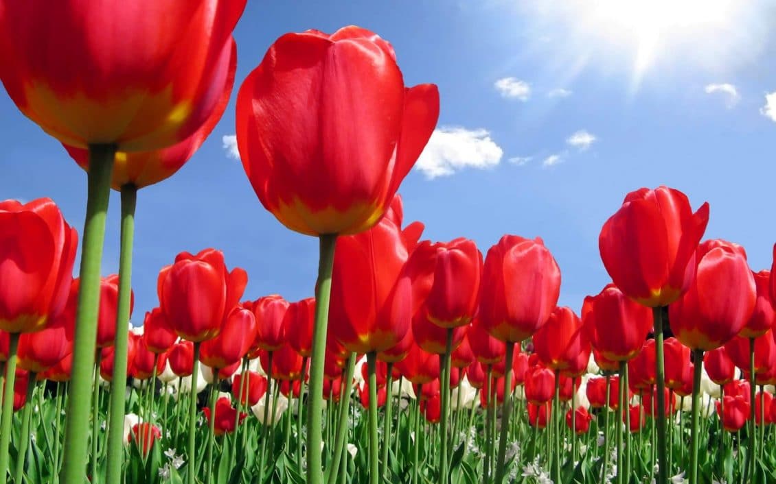 صور ازهار طبيعية Photos natural flowers
