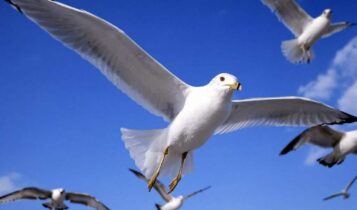 صور عصافير Photos birds
