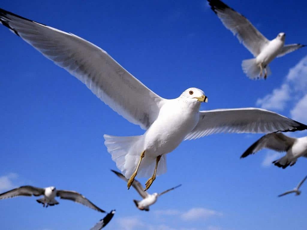 صور عصافير Photos birds