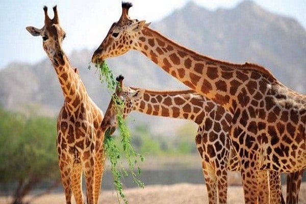 زرافة Giraffa camelopardalis