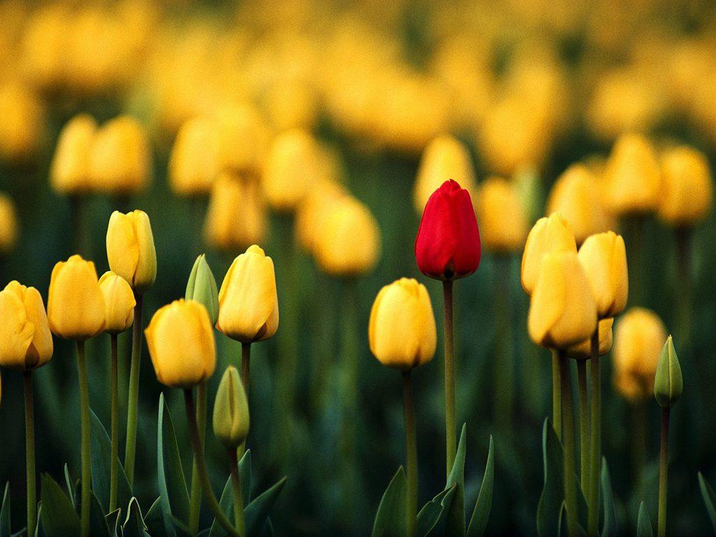 صور حديقة بها ورود طبيعية