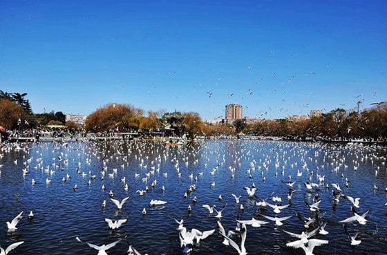 صور لطيور النورس تقف على الماء