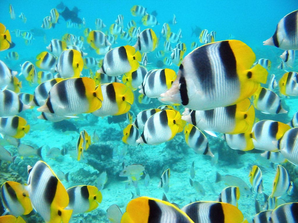 صور من افضل الاسماك