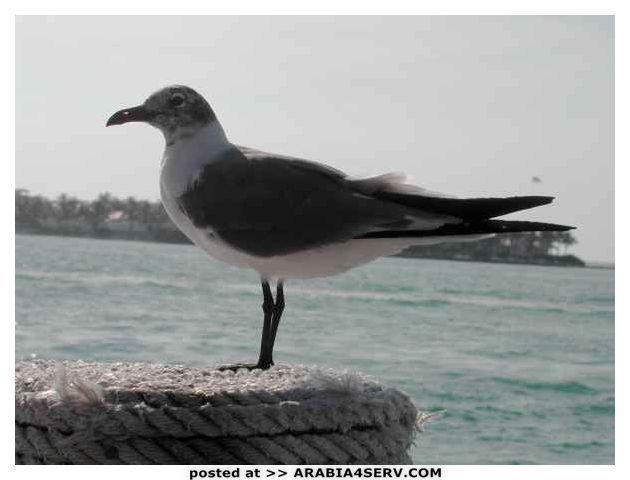 طائر النورس يقف