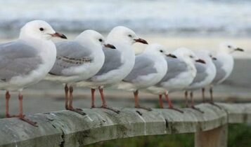 صور النورس Photos Seagull