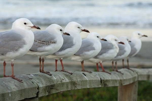 صور النورس Photos Seagull