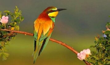 صور بغبغانات
