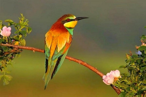 صور بغبغانات