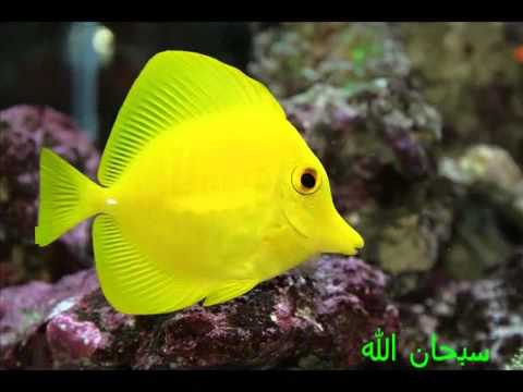 من اغرب الوان السمك