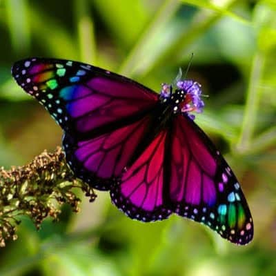 من افضل الفرشات