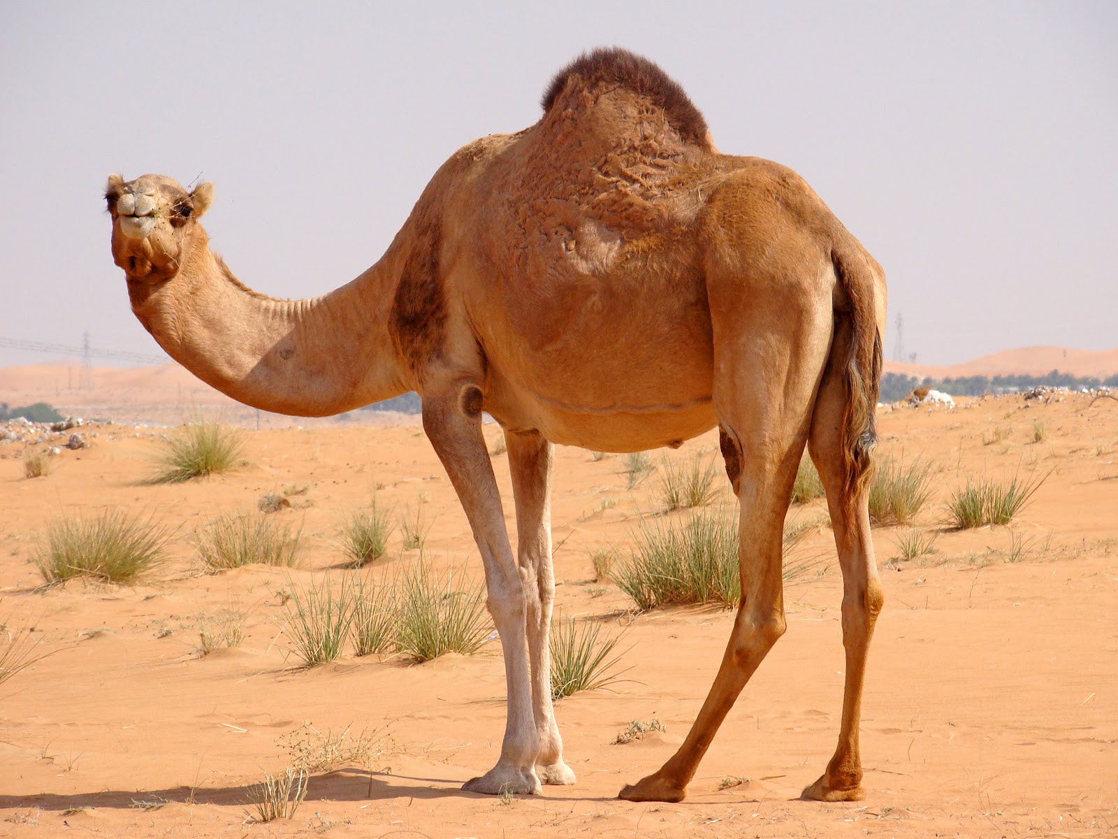 صور جمل 2024