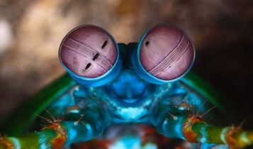صور أغرب عيون الحيوانات Photos strangest animals eyes