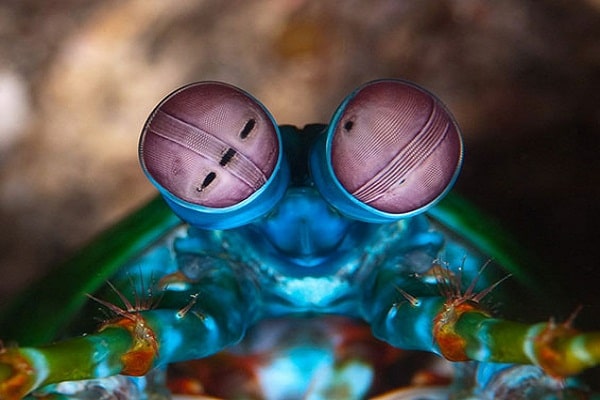 صور أغرب عيون الحيوانات Photos strangest animals eyes