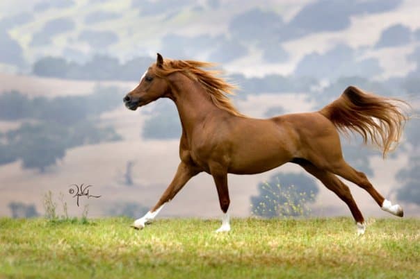 صور خيول عربية أصيلة Photos horses Arabian horses
