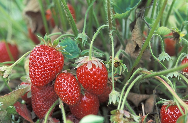 صور الفروالة Photos strawberries