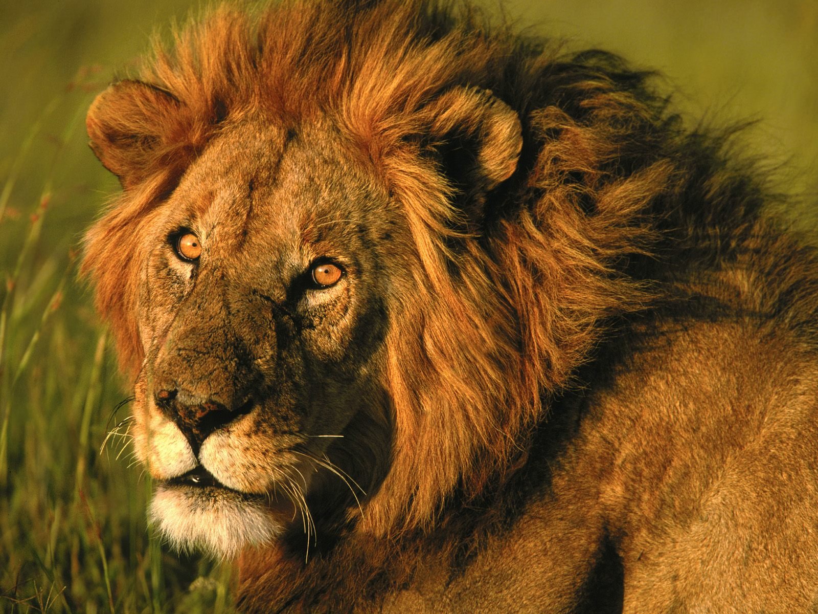 صور الاسد الافريقي Photos African lion