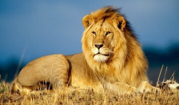 صور الاسد الافريقي Photos African lion