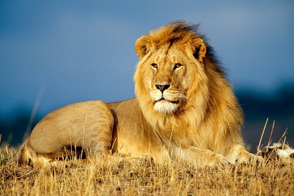 صور الاسد الافريقي Photos African lion