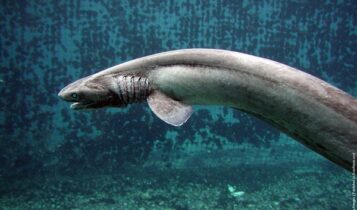 صور القرش المزركش Photos frilled shark