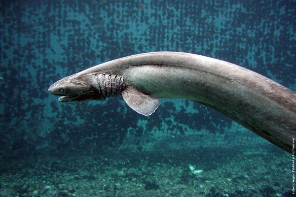 صور القرش المزركش Photos frilled shark