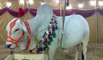 صور ملكة جمال البقر في باكستان Photos Miss cow in Pakistan