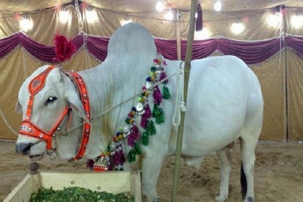 صور ملكة جمال البقر في باكستان Photos Miss cow in Pakistan