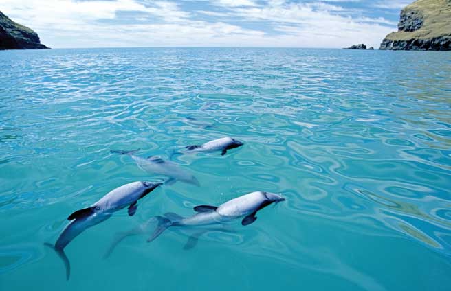 صور دلافين ماوي Photos Maui dolphins