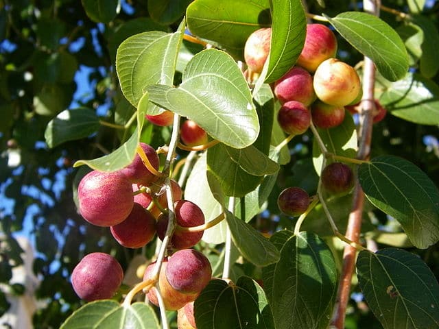 صور شجر السدر Photos trees Sidr