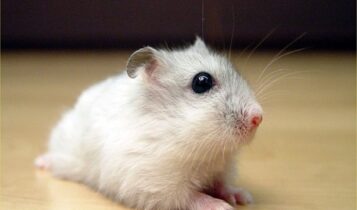 صور فأر الهامتسر Photos rat hamster